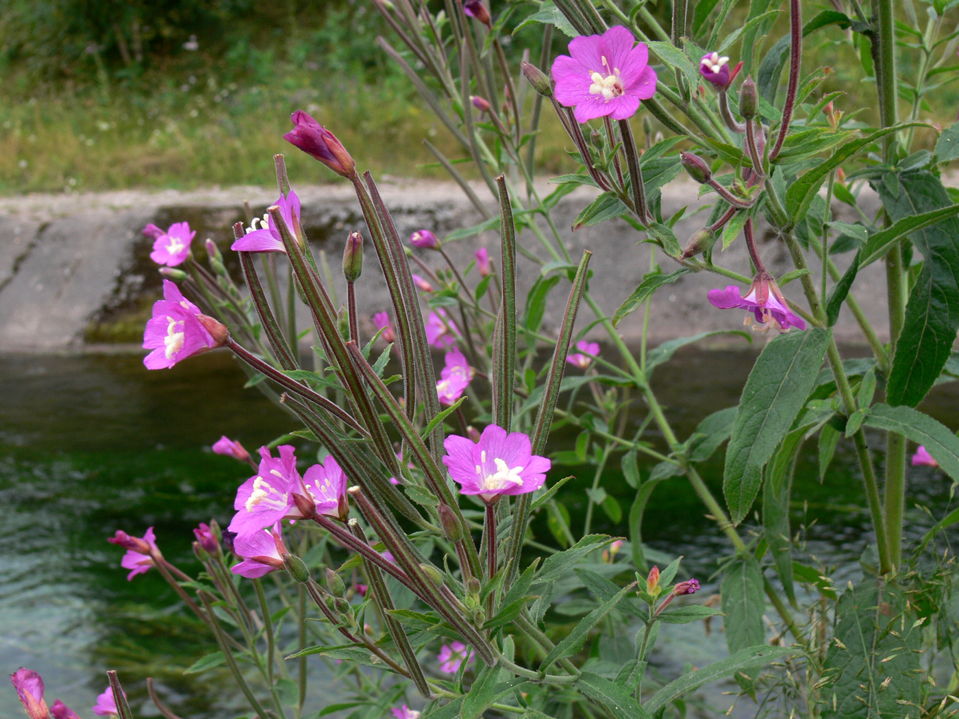 Image of Epilobium hirsutum specimen.