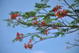 Delonix regia. Верхушка ветви цветущего дерева. Малайзия, о-в Калимантан, г. Кучинг, в культуре. 12.05.2017.