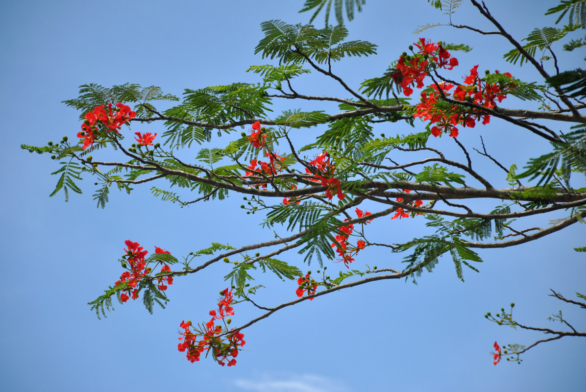 Изображение особи Delonix regia.