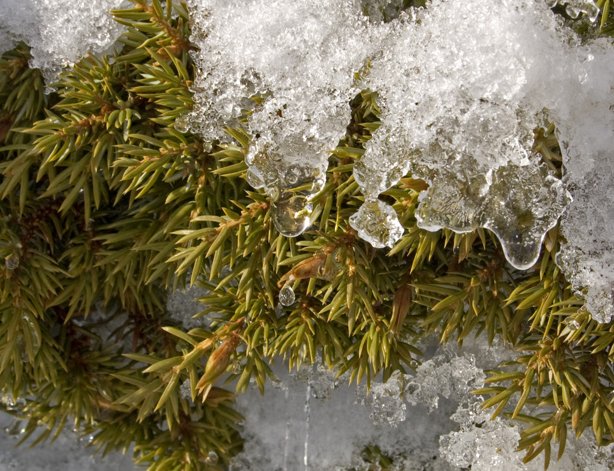 Изображение особи Juniperus communis.