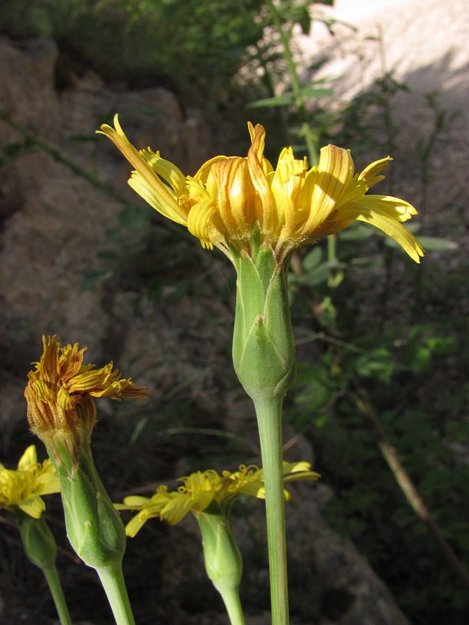 Image of Scorzonera crispa specimen.