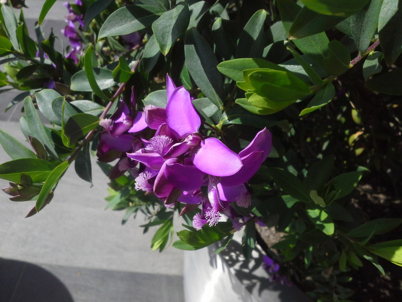 Image of Polygala myrtifolia specimen.