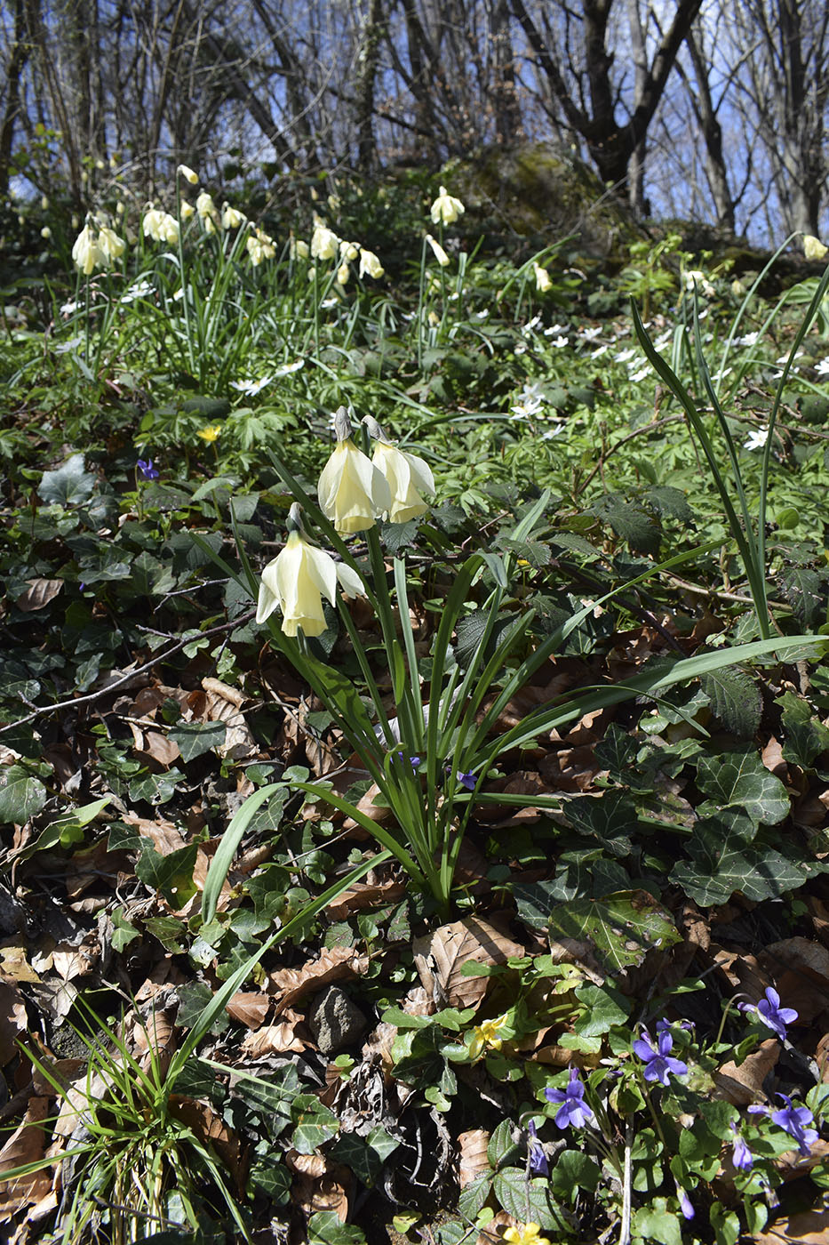 Image of Narcissus moschatus ssp. moleroi specimen.