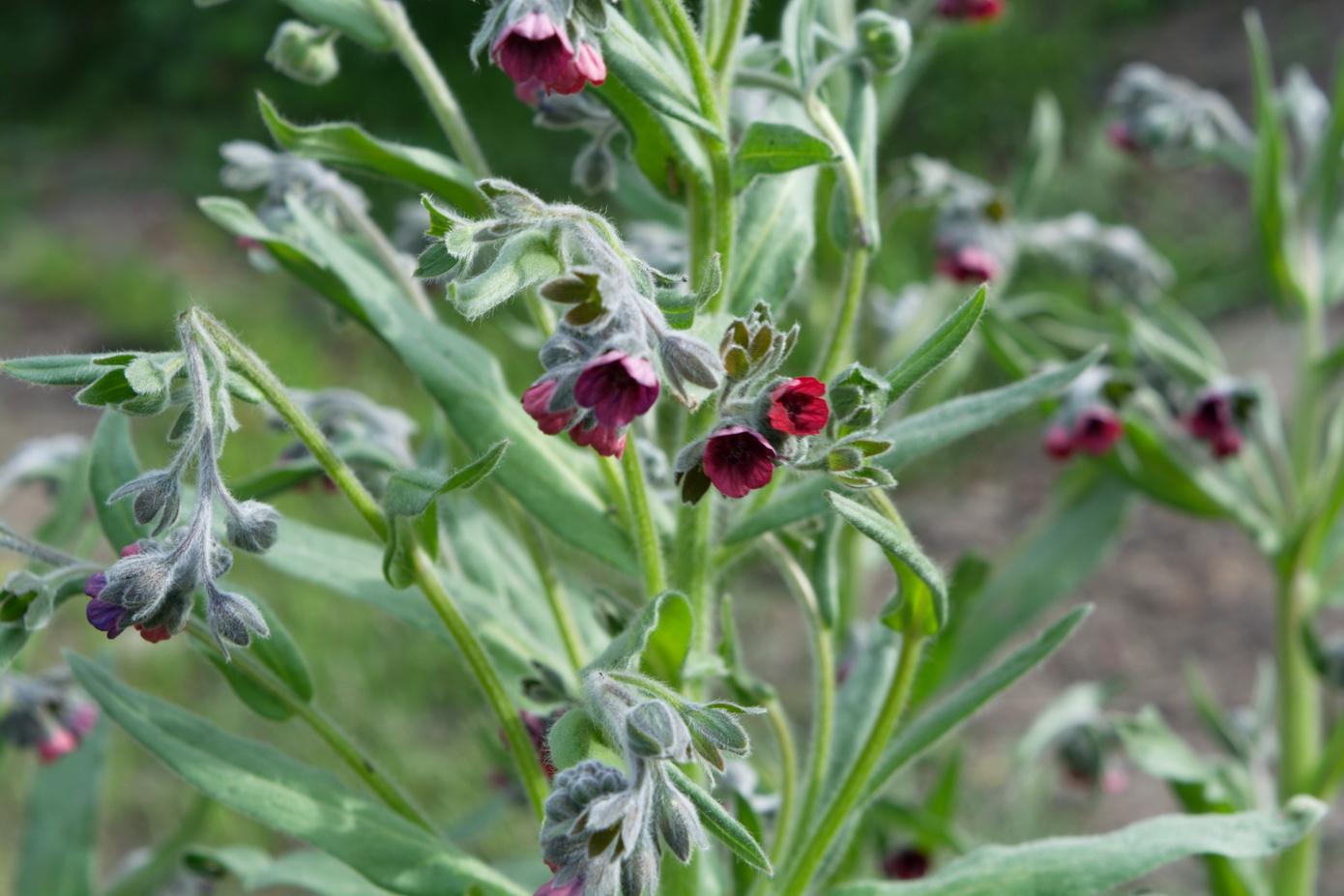 Image of Cynoglossum officinale specimen.