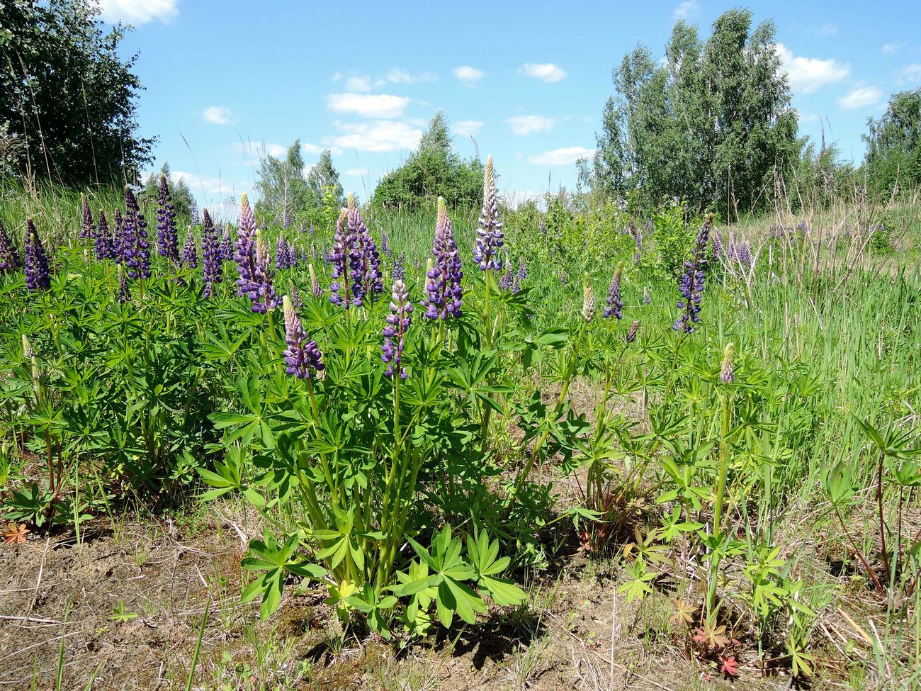 Image of Lupinus polyphyllus specimen.