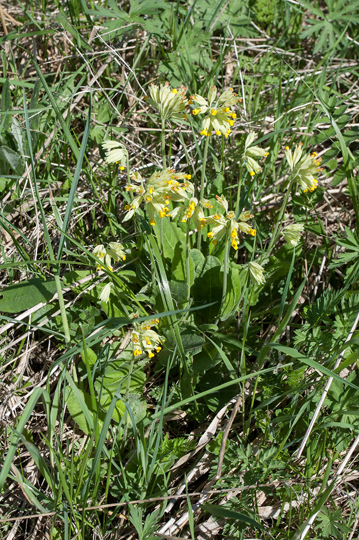 Image of Primula veris specimen.