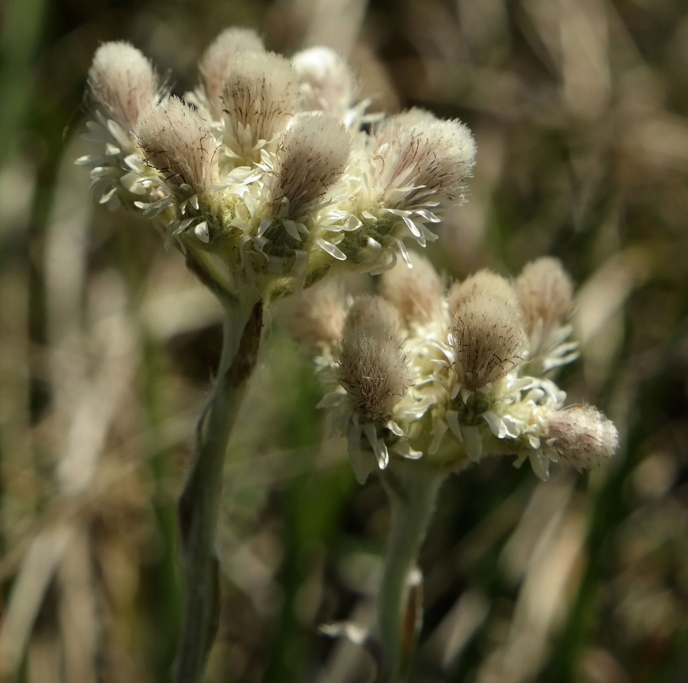 Image of Antennaria dioica specimen.