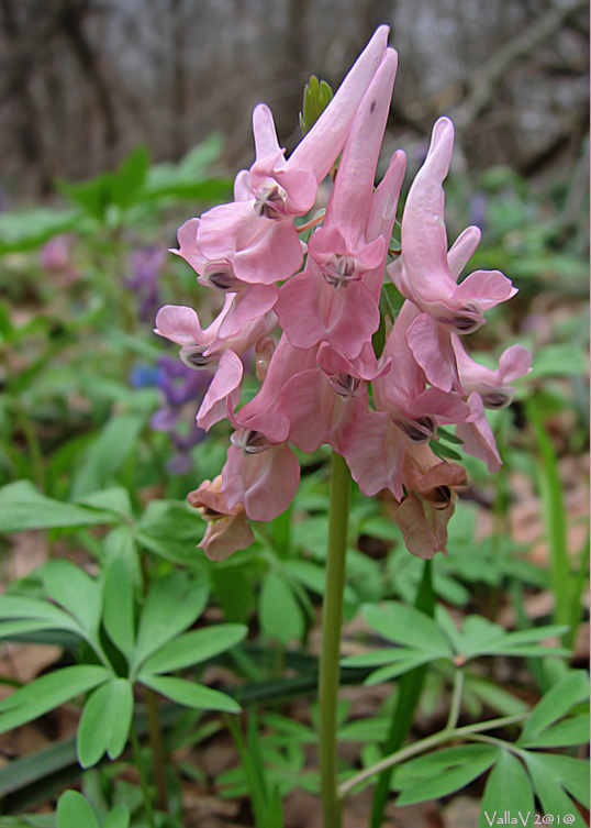 Изображение особи Corydalis solida.