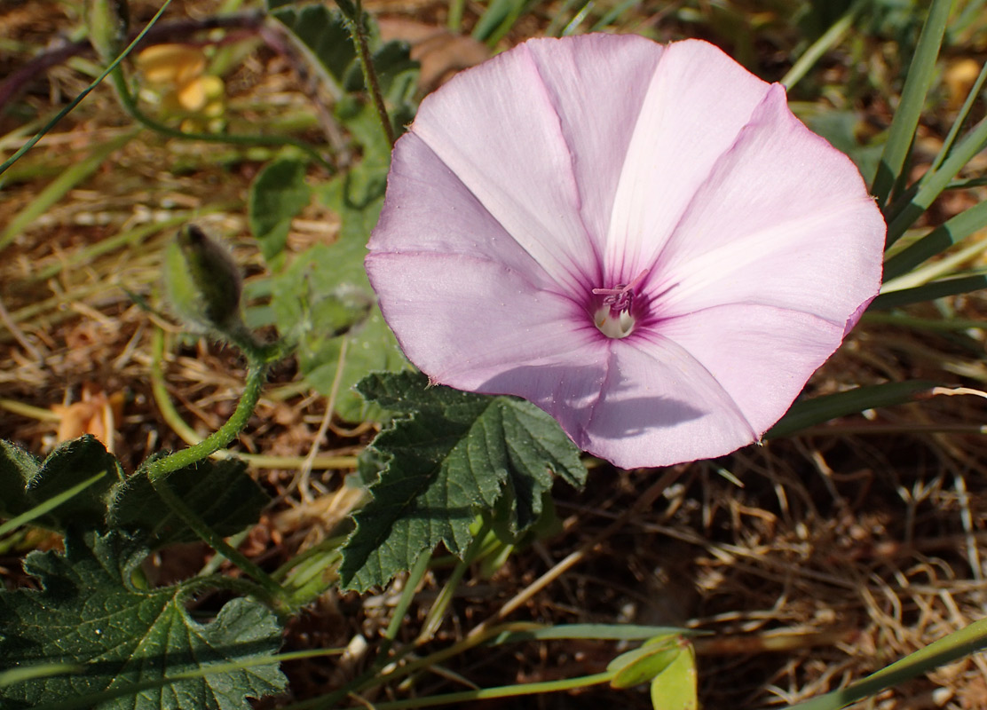 Image of Convolvulus althaeoides specimen.