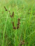 Carex disticha