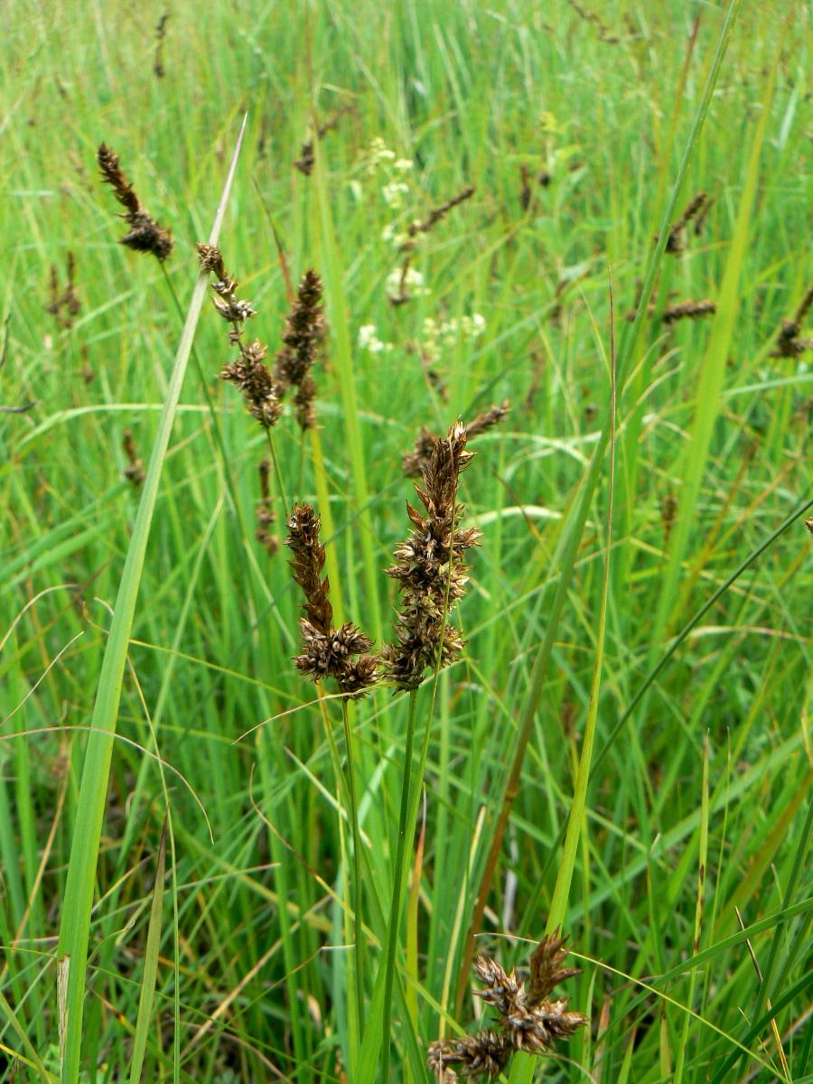 Изображение особи Carex disticha.