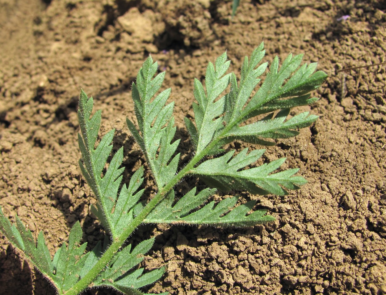 Изображение особи Erodium cicutarium.