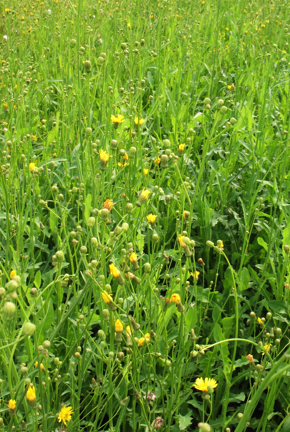 Image of Sonchus arvensis specimen.