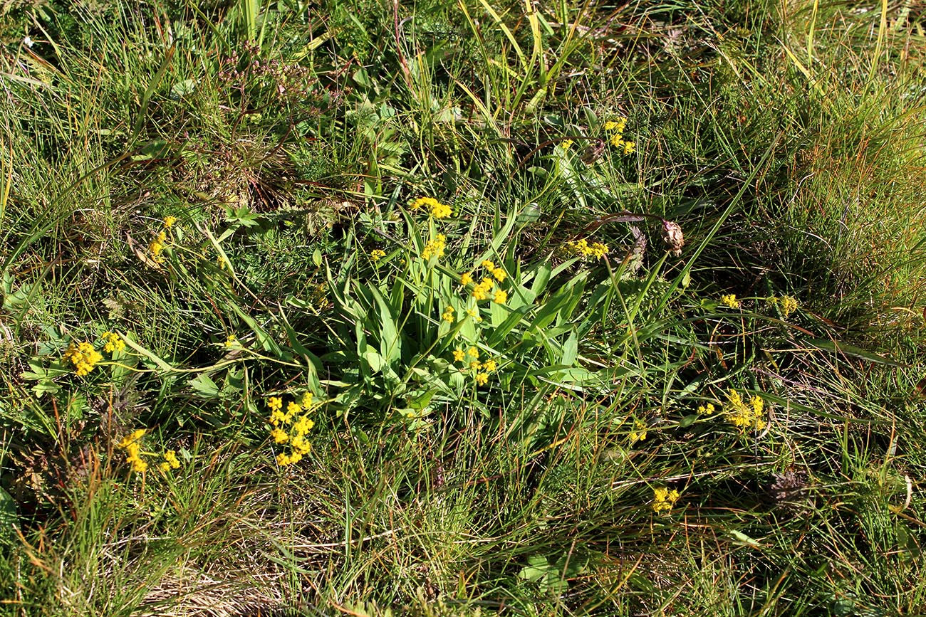 Image of Bupleurum nordmannianum specimen.