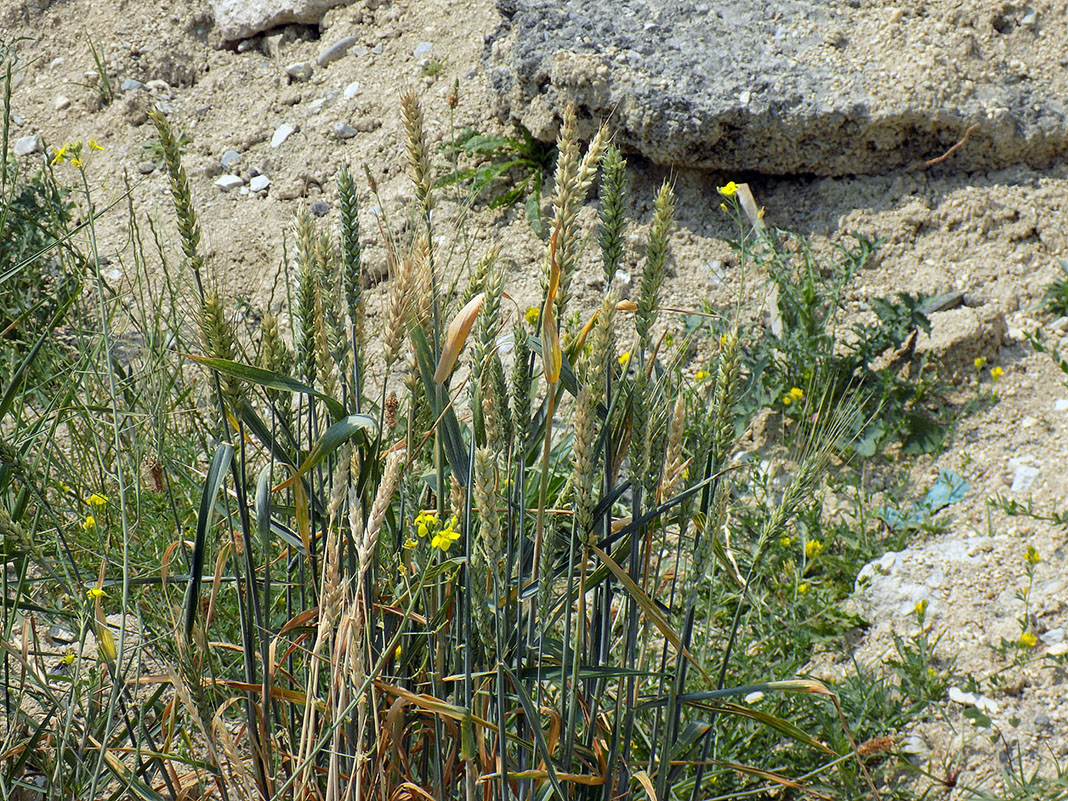 Image of Triticum aestivum specimen.