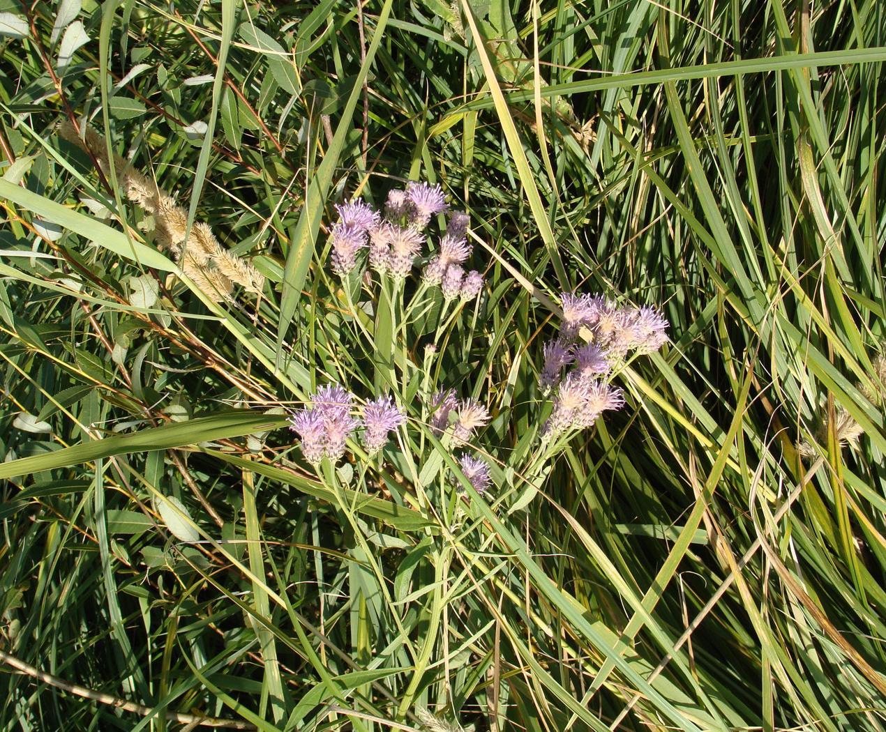 Image of Saussurea amara specimen.