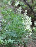 Astragalus gorczakovskii