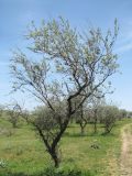 Elaeagnus caspica
