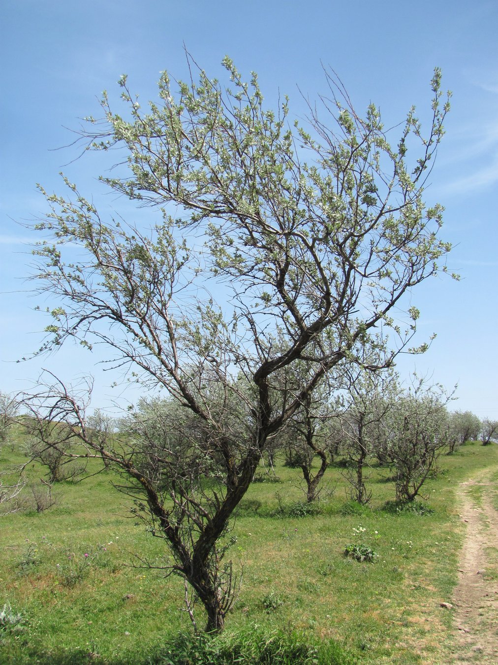 Image of Elaeagnus caspica specimen.