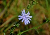 Cichorium intybus. Часть побега с соцветием. Московская обл., Воскресенский р-н, Лопатинские карьеры, опушка смешанного леса. 02.09.2018.