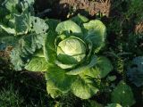 Brassica oleracea var. capitata