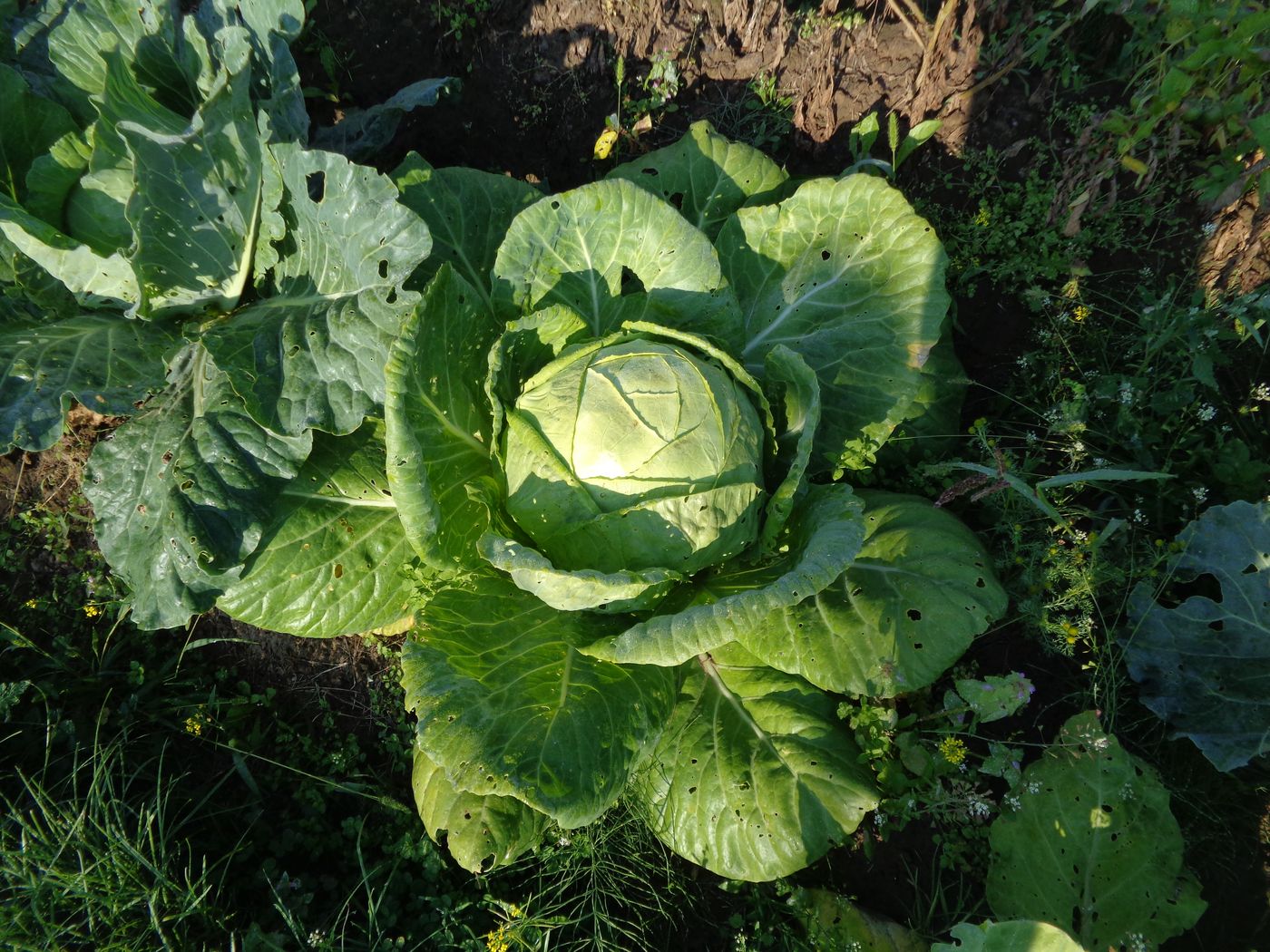 Изображение особи Brassica oleracea var. capitata.