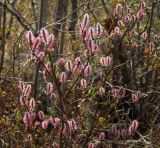 Salix saxatilis