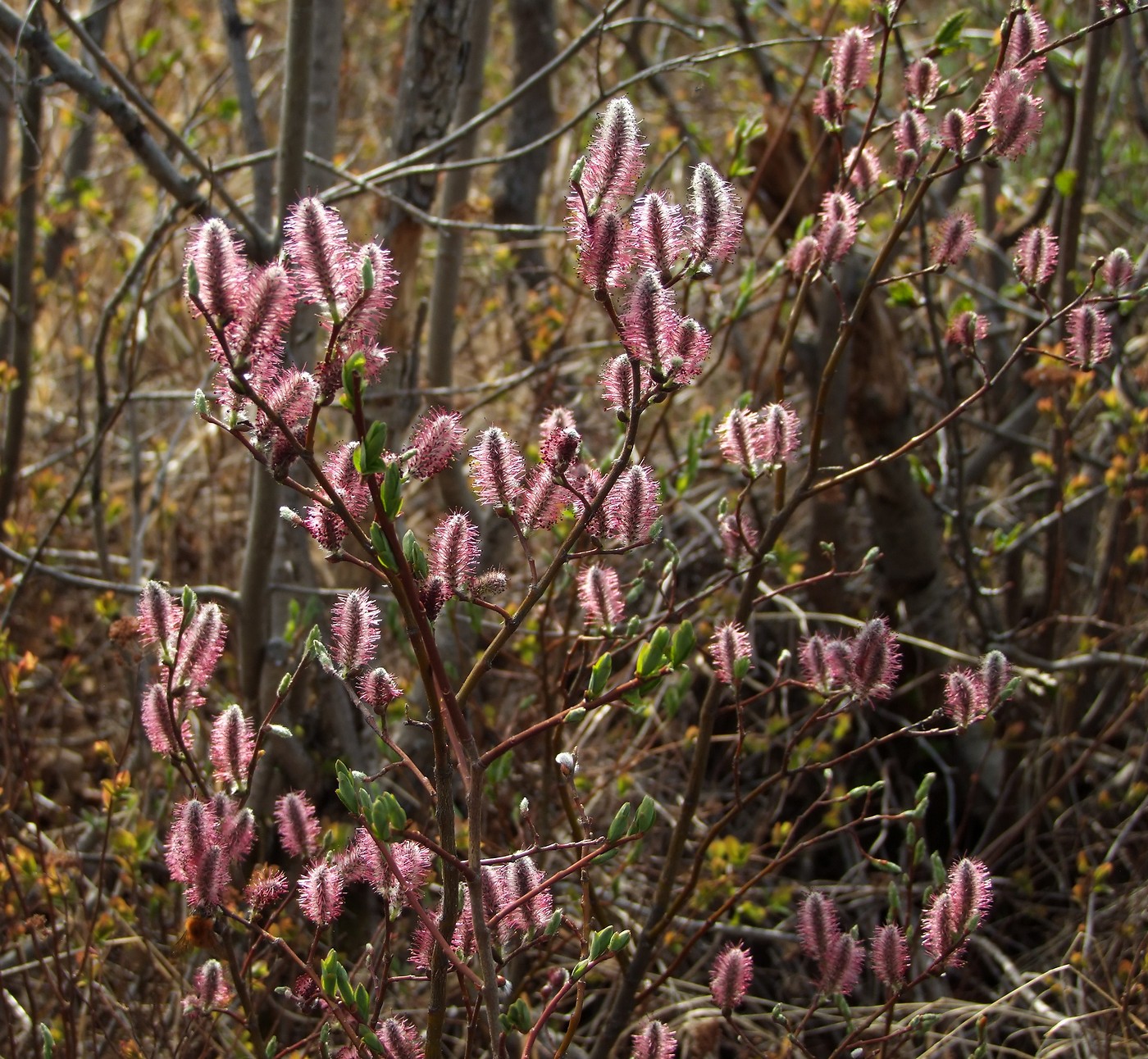 Изображение особи Salix saxatilis.