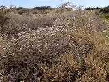Thymbra capitata