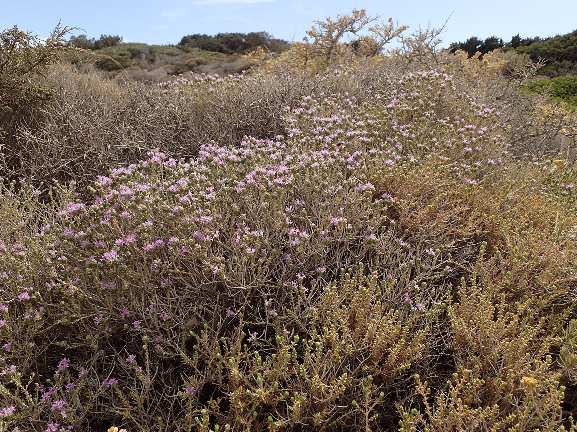 Image of Thymbra capitata specimen.