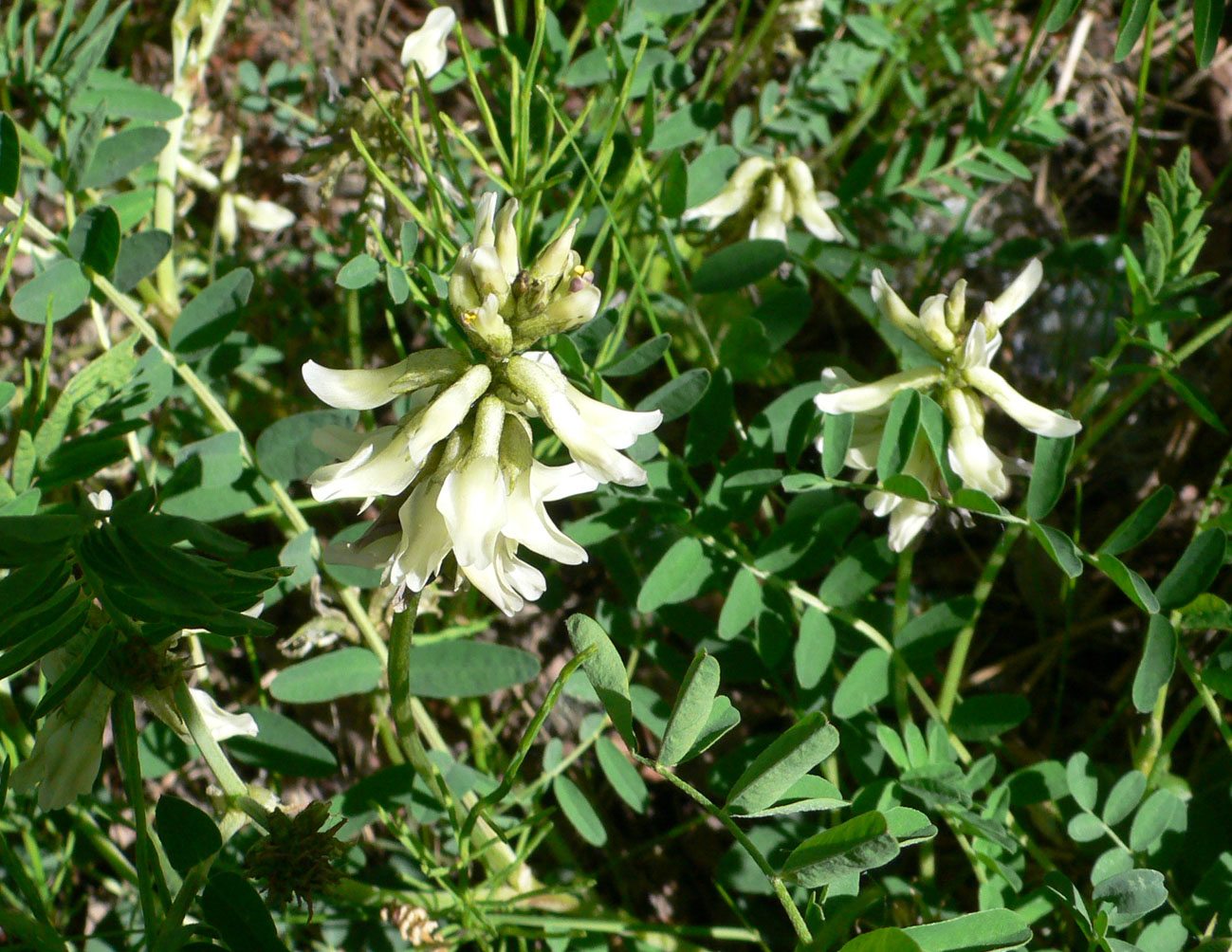 Изображение особи Astragalus schelichowii.