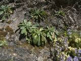 Campanula mirabilis