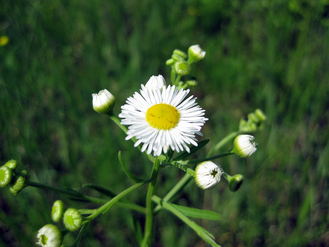 Изображение особи Erigeron annuus.