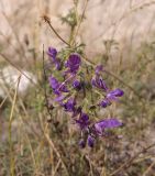 Teucrium orientale. Соцветие. Грузия, край Самцхе-Джавахети, Аспиндзский муниципалитет, окр. с. Тмогви, левый борт долины р. Кура, восточный склон Эрушетского нагорья. 12.10.2018.