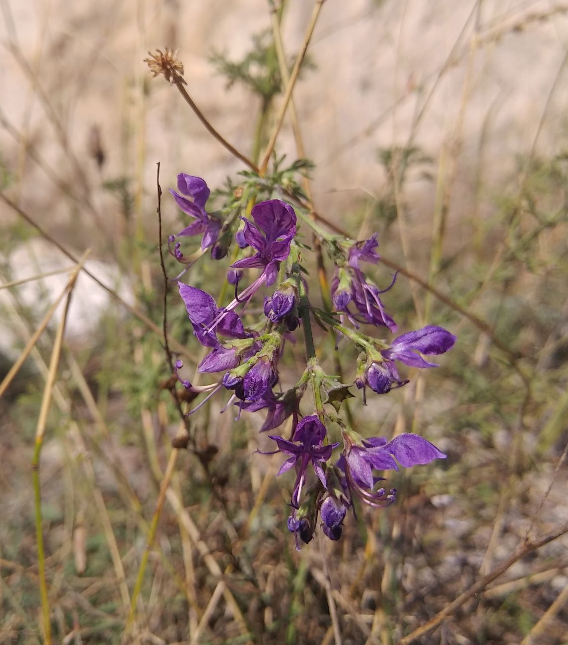 Image of Teucrium orientale specimen.