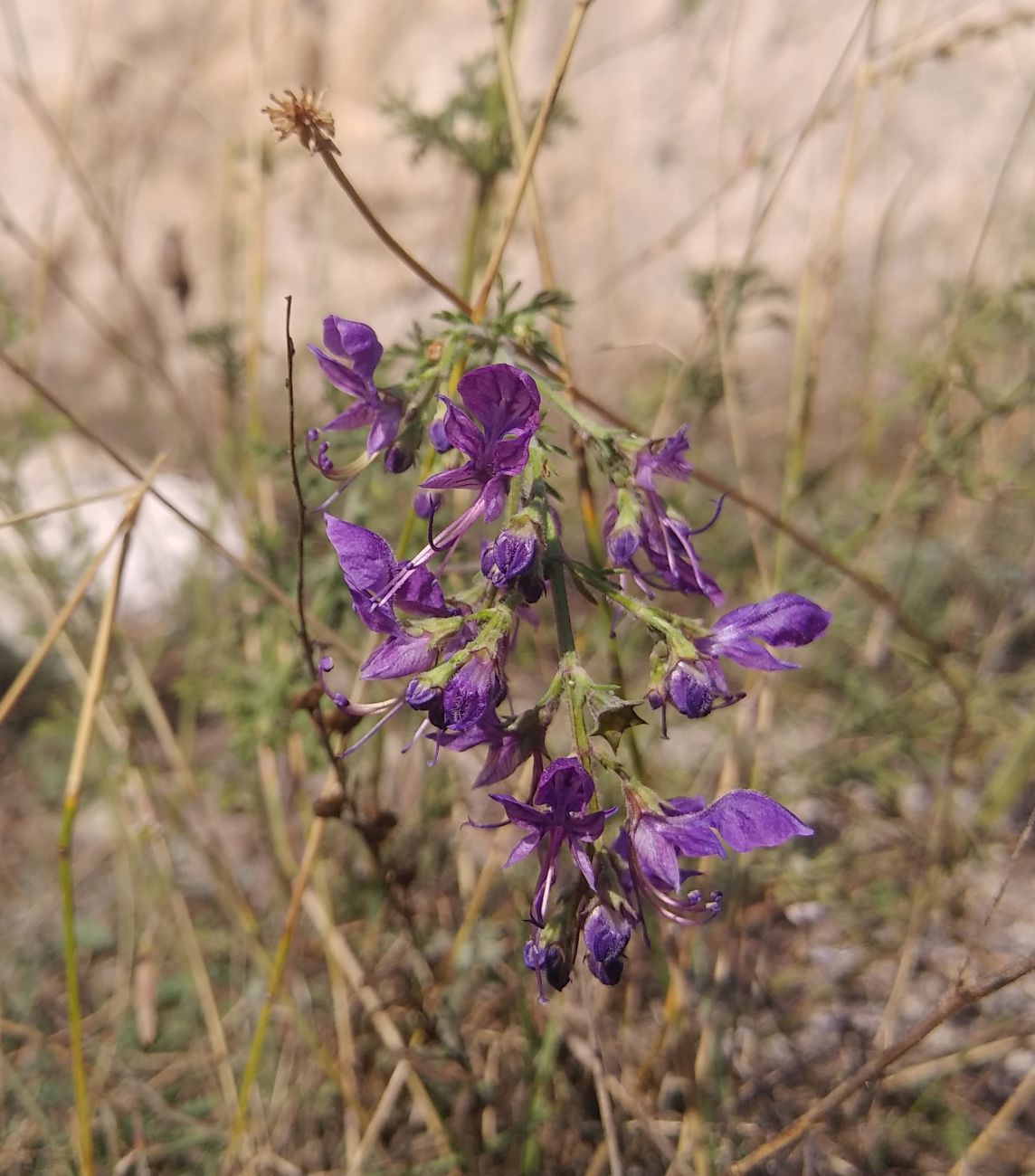 Image of Teucrium orientale specimen.