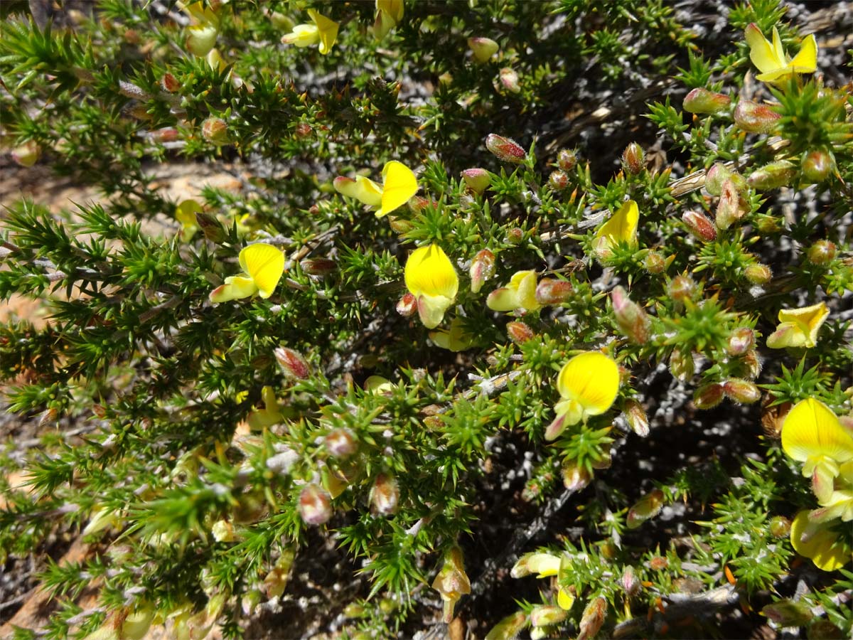 Image of Aspalathus juniperina specimen.
