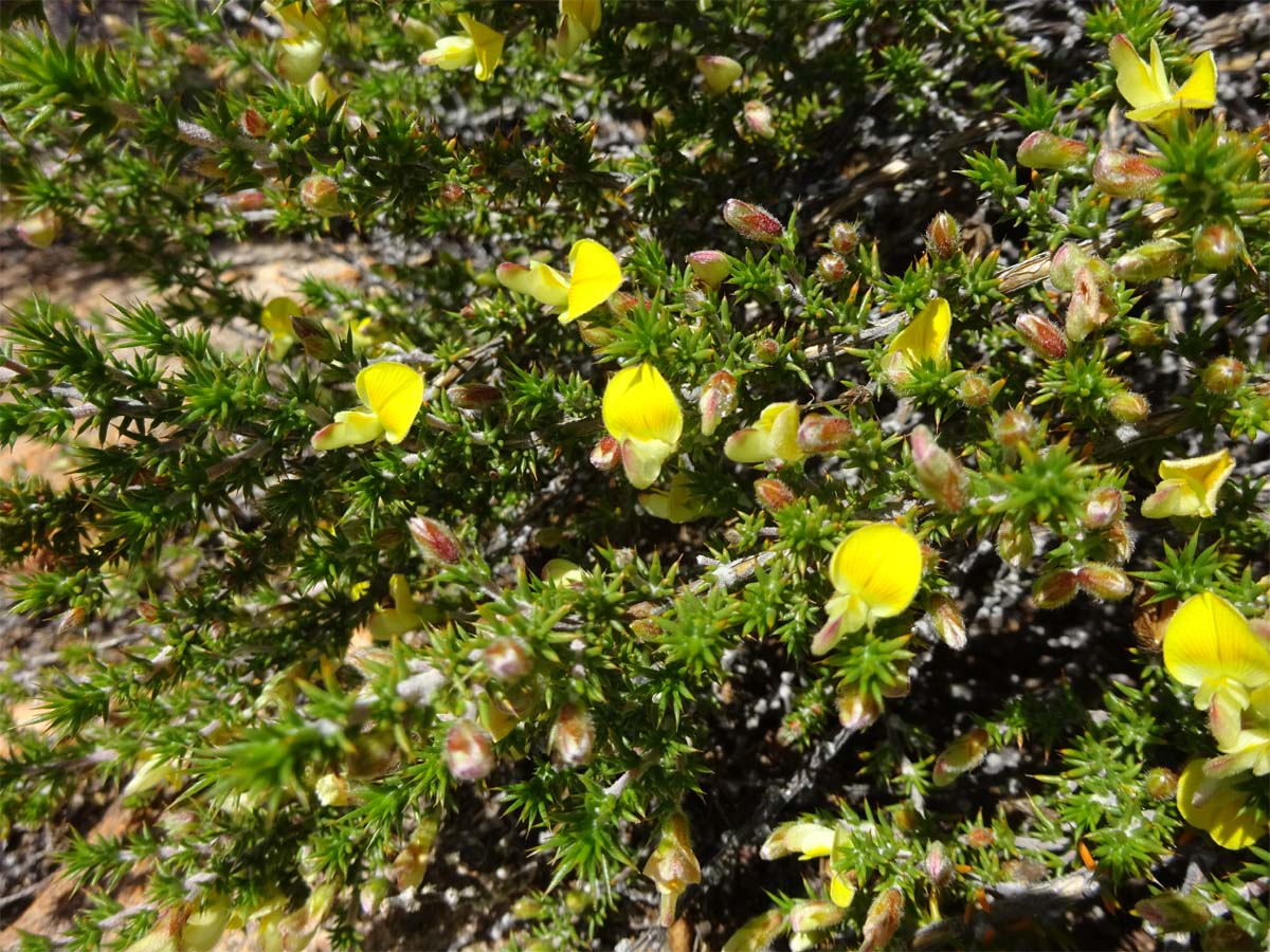 Изображение особи Aspalathus juniperina.