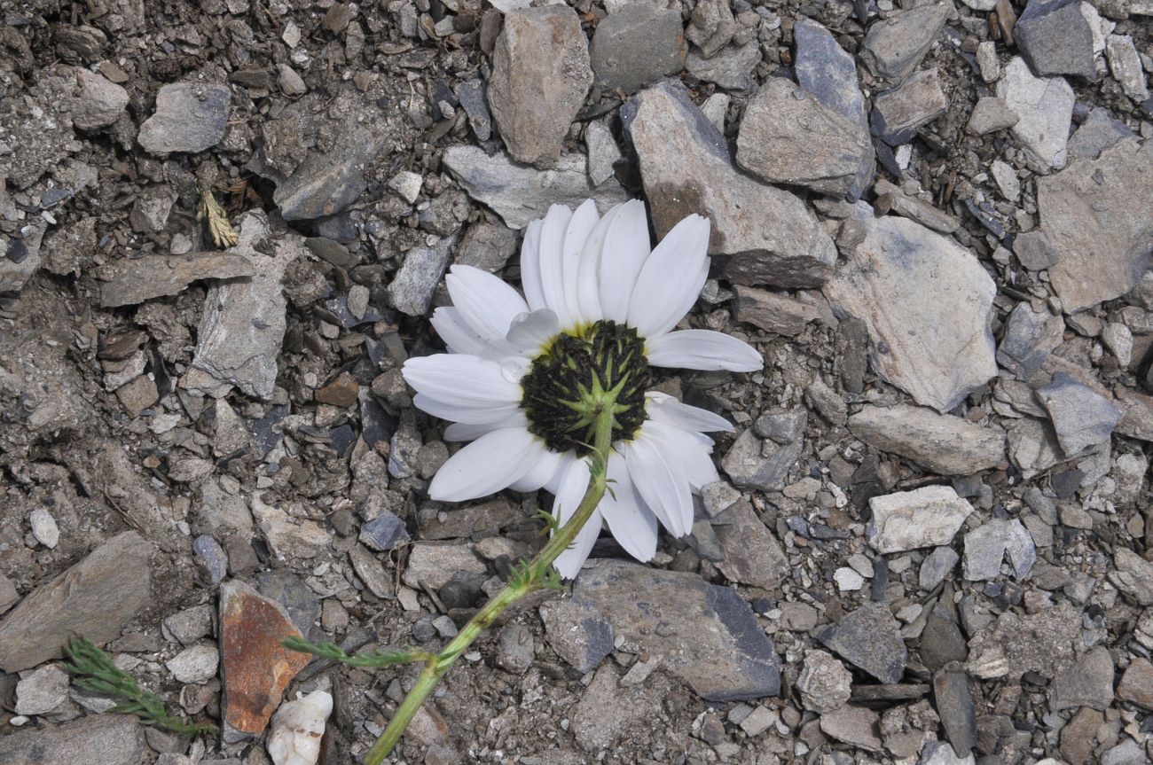 Image of Tripleurospermum caucasicum specimen.