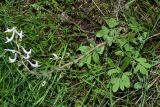 Corydalis ruksansii