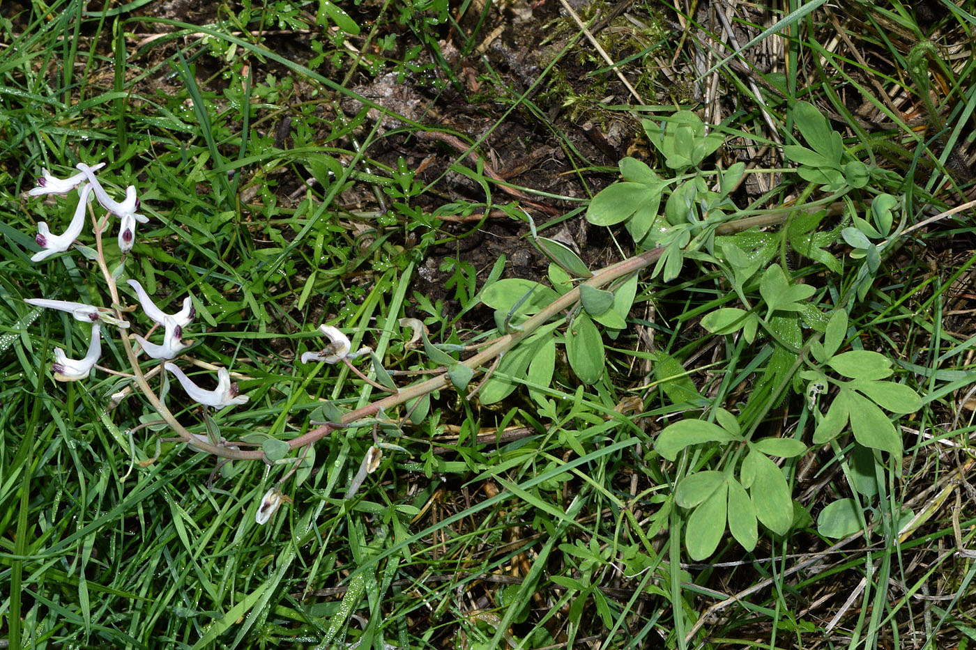 Image of Corydalis ruksansii specimen.