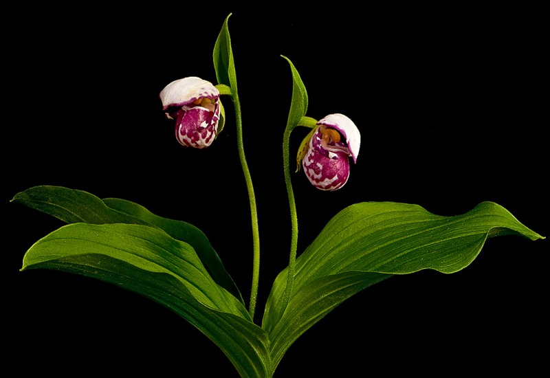 Image of Cypripedium guttatum specimen.