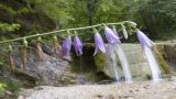 Campanula rapunculoides. Соцветие с цветками и завязавшимися плодами. Краснодарский край, Туапсинский р-н, окр. хут. Полковничий, щель Полковничья, скальное обнажение, на моховой подушке. 16.07.2018.