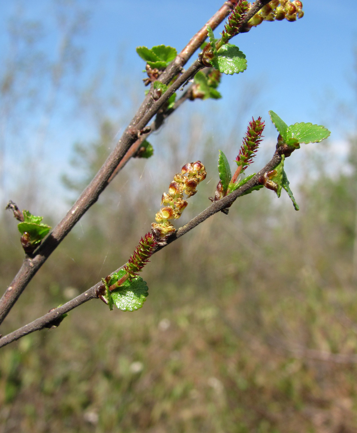 Image of Betula nana specimen.