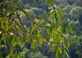 Ficus superba. Верхушки ветвей с сикониями. Малайзия, о-в Пенанг, национальный парк Пенанг, опушка влажного тропического леса. 06.05.2017.