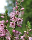 Calluna vulgaris. Часть соцветия. Окр. Архангельска, болото. 19.07.2013.