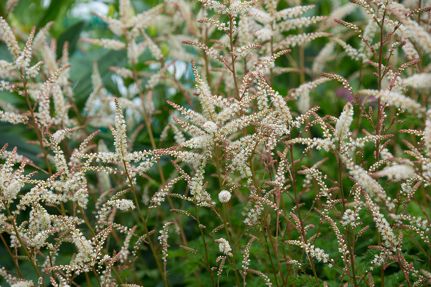 Image of Aruncus aethusifolius specimen.