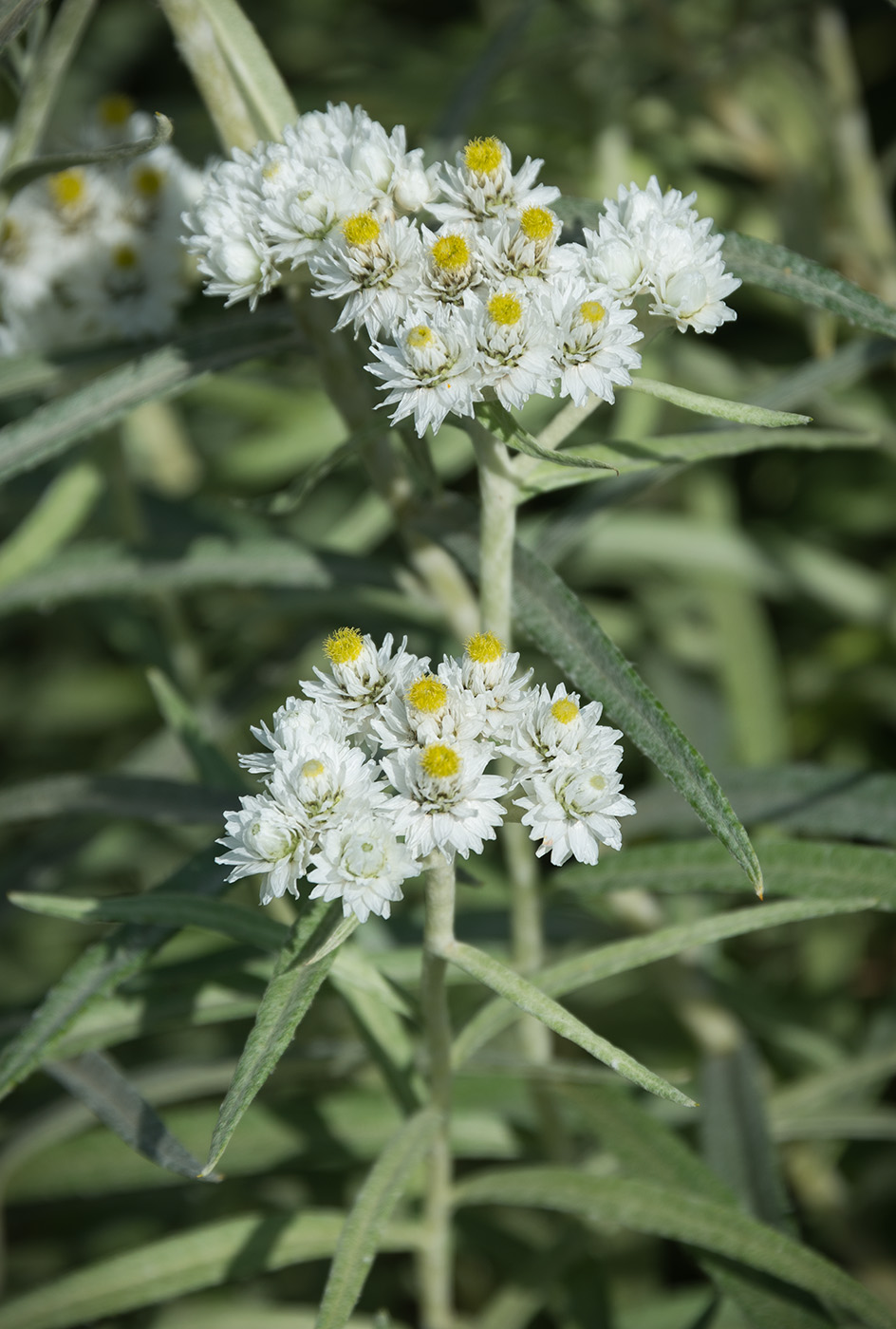 Image of Anaphalis margaritacea specimen.