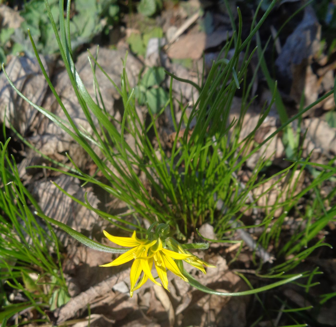 Image of Gagea minima specimen.