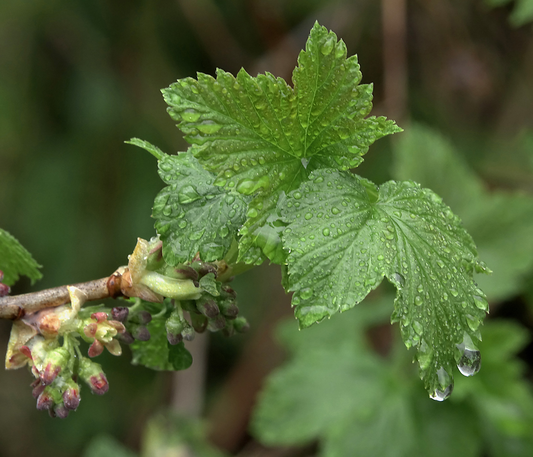 Image of Ribes nigrum specimen.